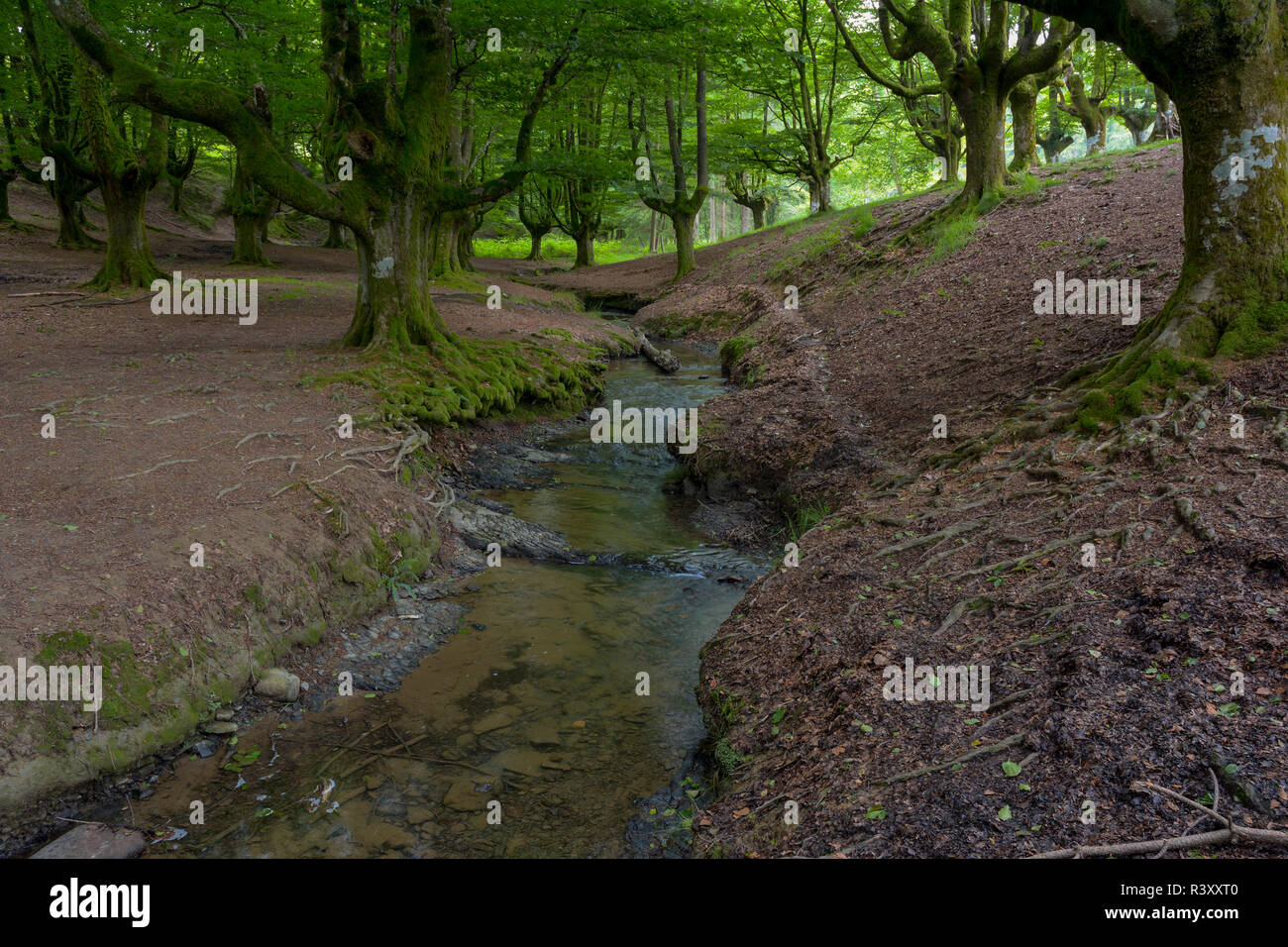 beech forest of otzarreta Stock Photo