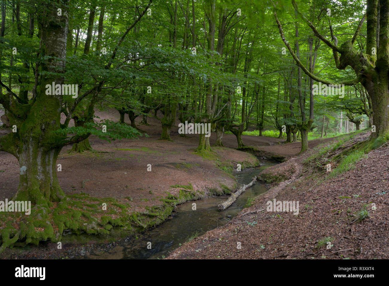beech forest of otzarreta Stock Photo