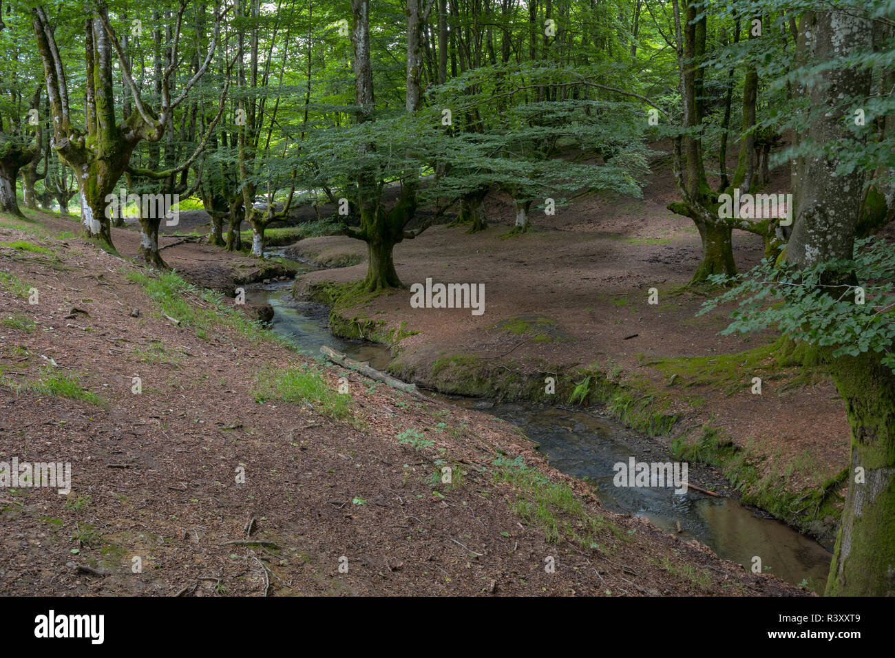 beech forest of otzarreta Stock Photo