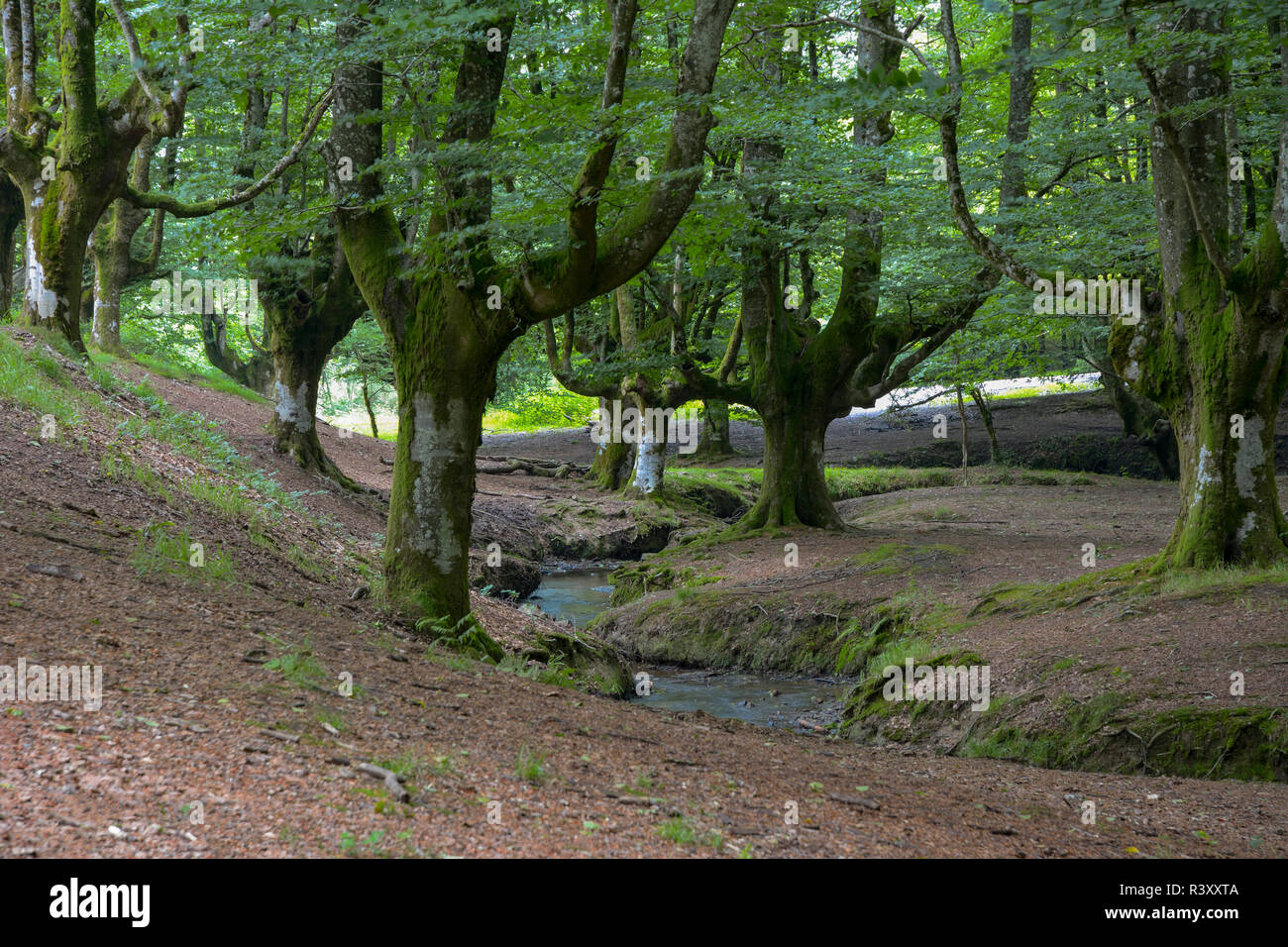 beech forest of otzarreta Stock Photo