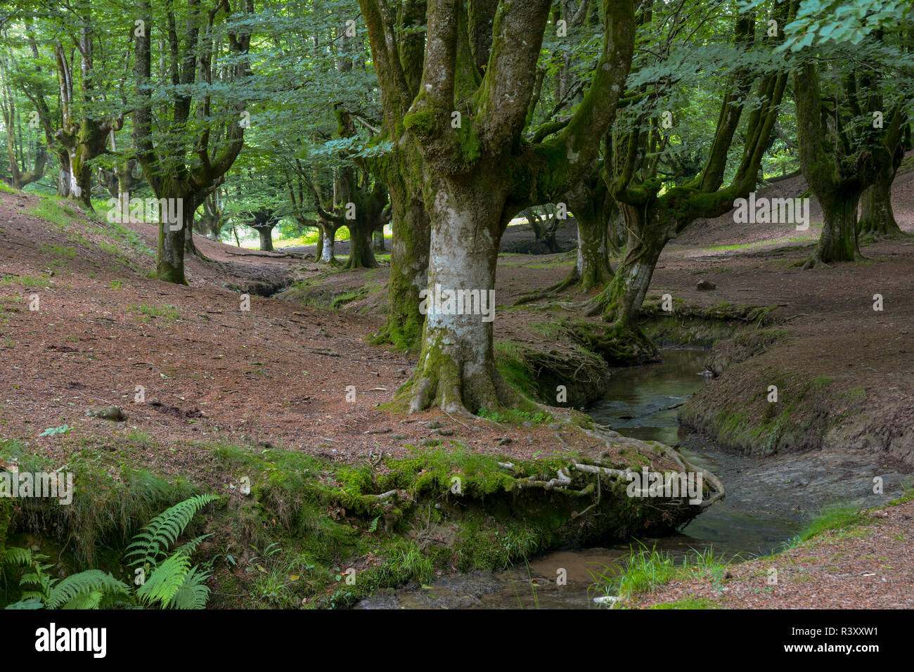 beech forest of otzarreta Stock Photo