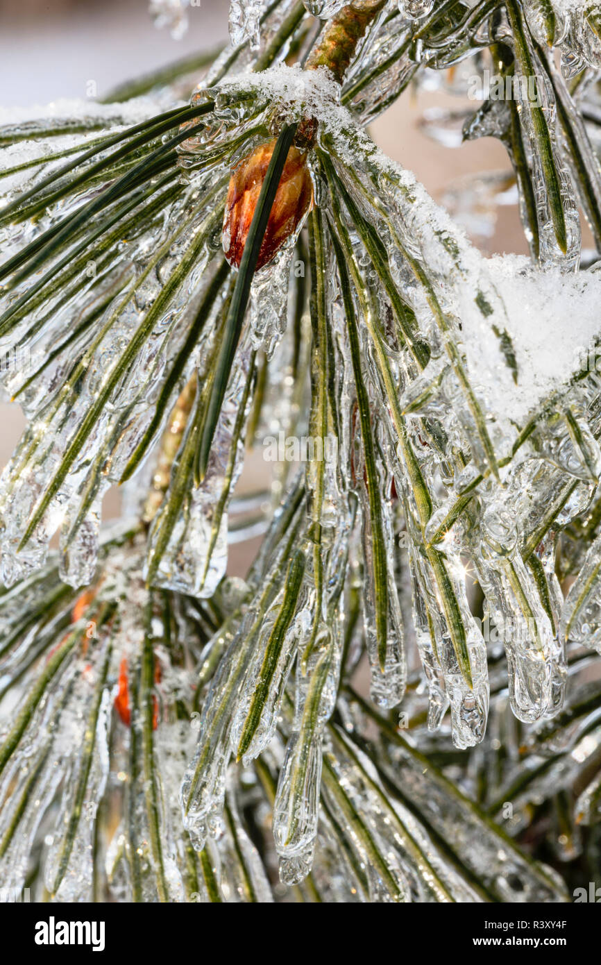 Pine tree covered in ice, Crestwood, Kentucky Stock Photo