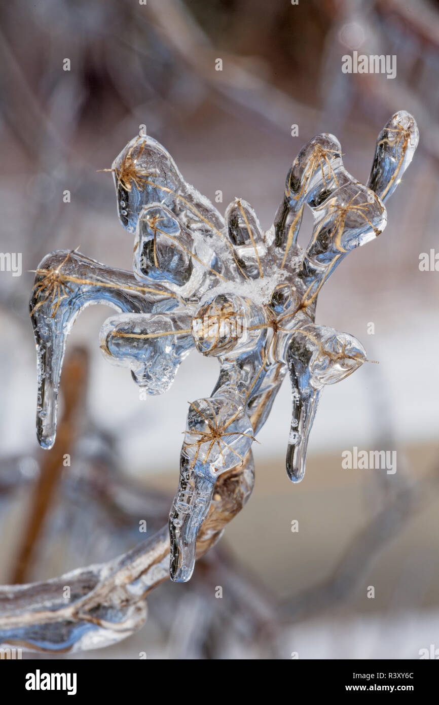 Weed seed stems encased in ice, Crestwood, Kentucky Stock Photo