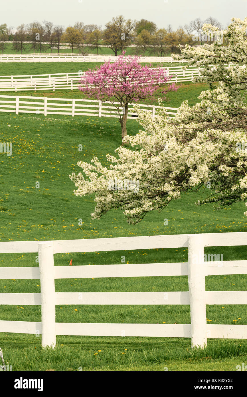 Redbud and pear tree blossoms, Calumet Horse Farm, Lexington, Kentucky