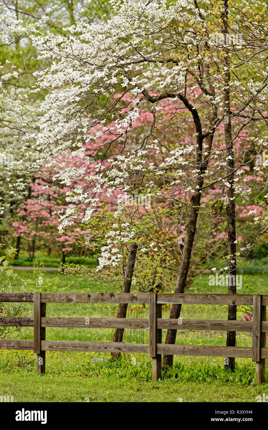 Pink and white dogwood trees in full bloom along wooden fence, Kentucky