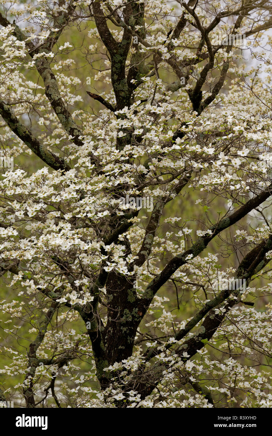 White dogwood trees in full bloom, Kentucky Stock Photo Alamy