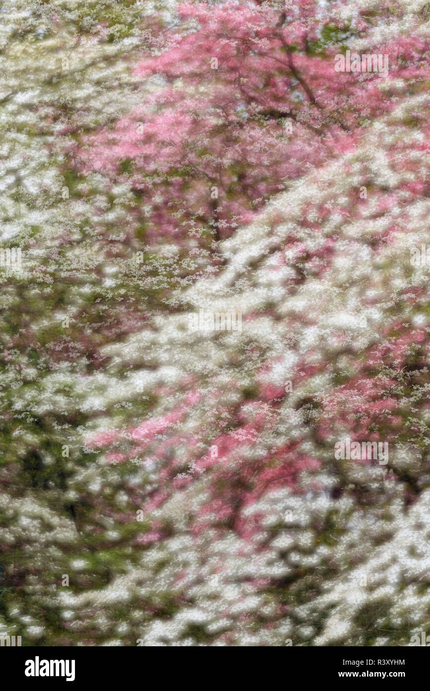 Double exposure of pink and white dogwood trees in full bloom, Kentucky
