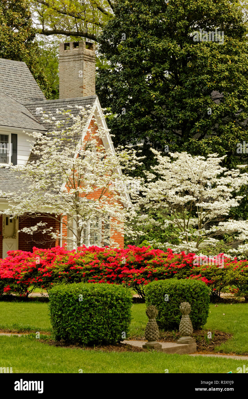 Spring Dogwood and azalea blossoms, Audubon Park neighborhood, Louisville, Kentucky Stock Photo