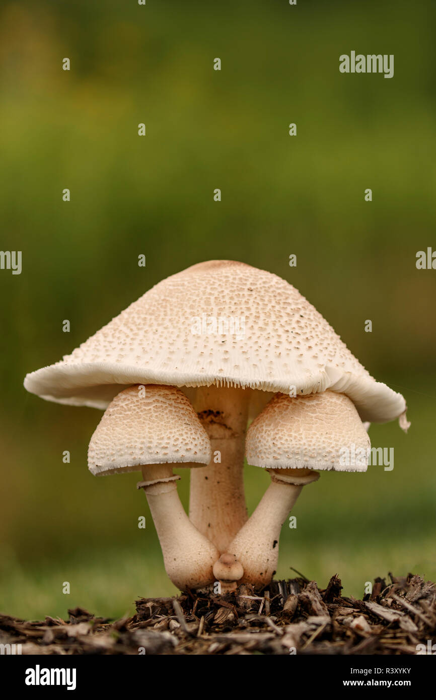 Group of mushrooms growing in landscaping, Louisville, Kentucky Stock