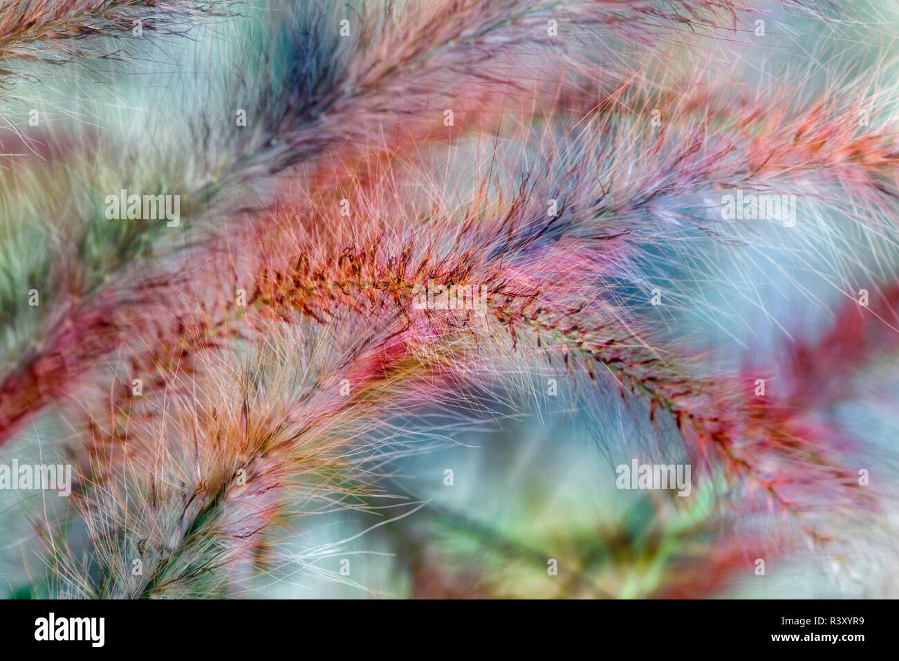 Ornamental foxtail grasses, Louisville, Kentucky Stock Photo Alamy