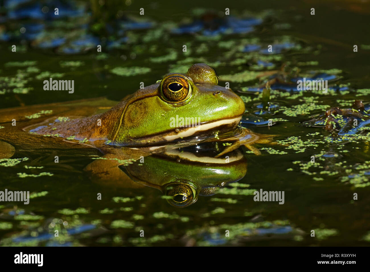 Bullfrog, Rana Catesbeiana, Creasey Mahan Nature Preserve, Goshen