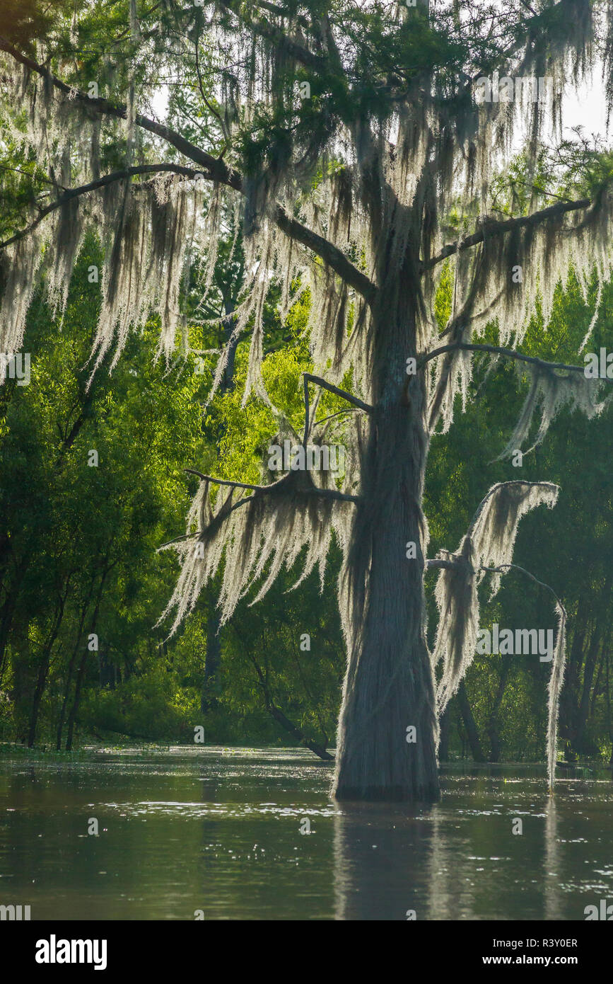 Spanish moss backlit hires stock photography and images Alamy