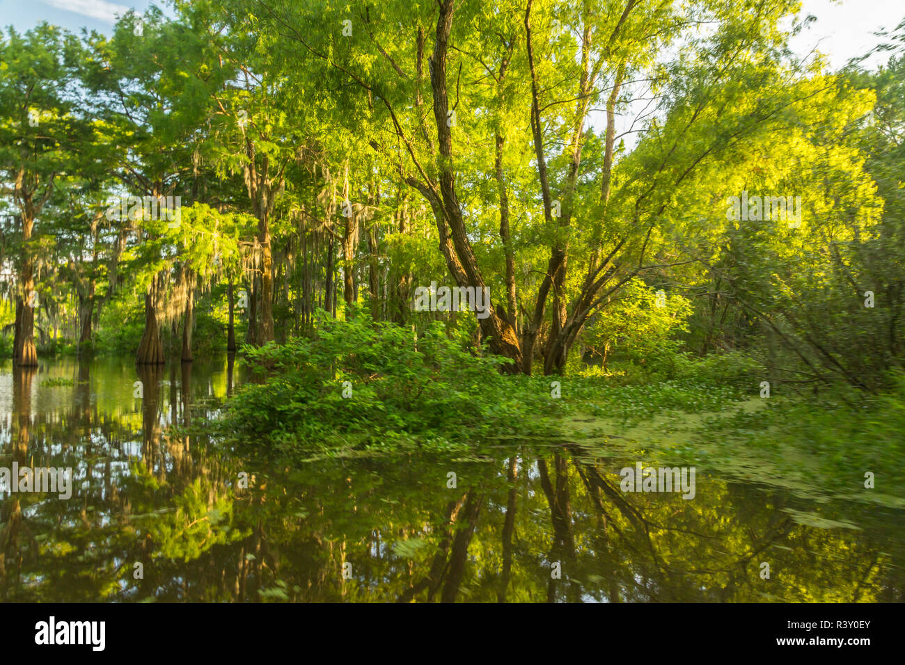 USA, Louisiana, Atchafalaya National Heritage Area. Tupelo trees in swamp. Stock Photo
