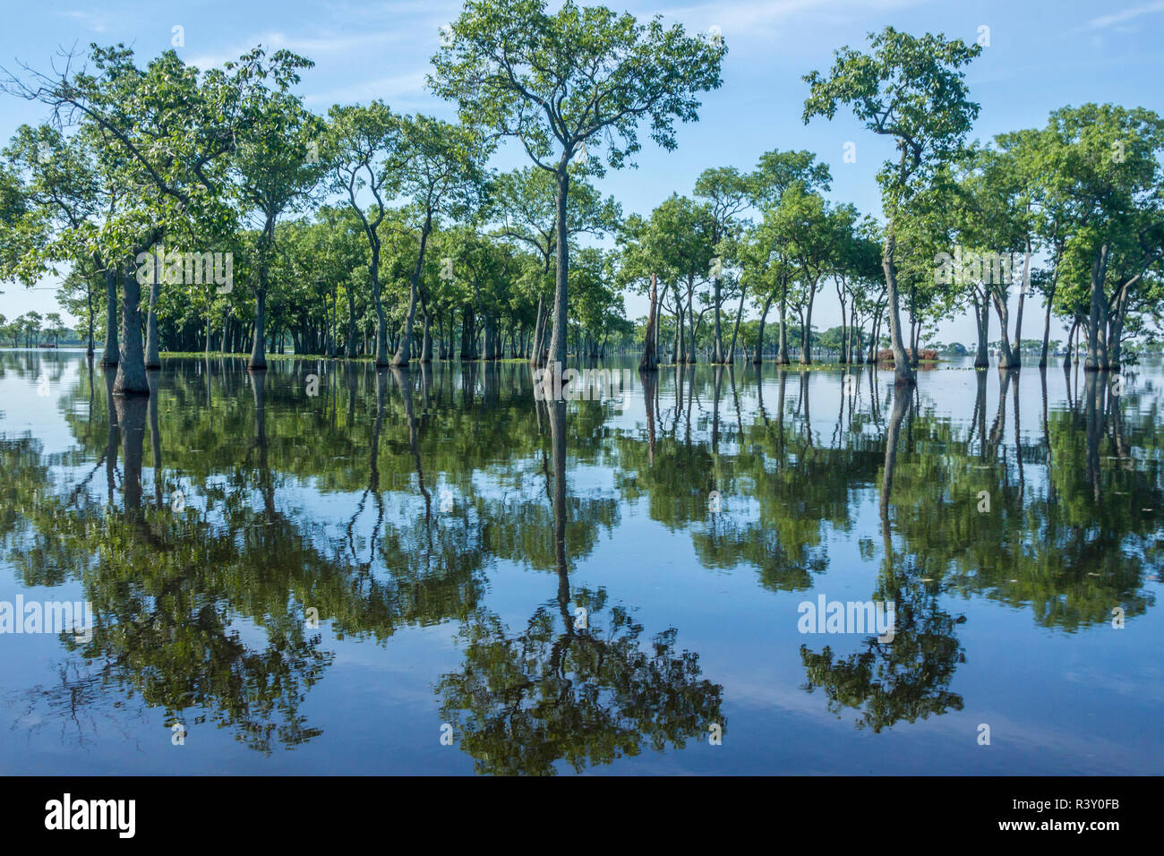 USA, Louisiana, Miller's Lake. Tupelo trees in lake Stock Photo Alamy