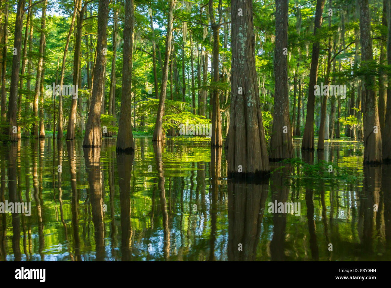 USA, Louisiana, Atchafalaya National Heritage Area. Tupelo trees in
