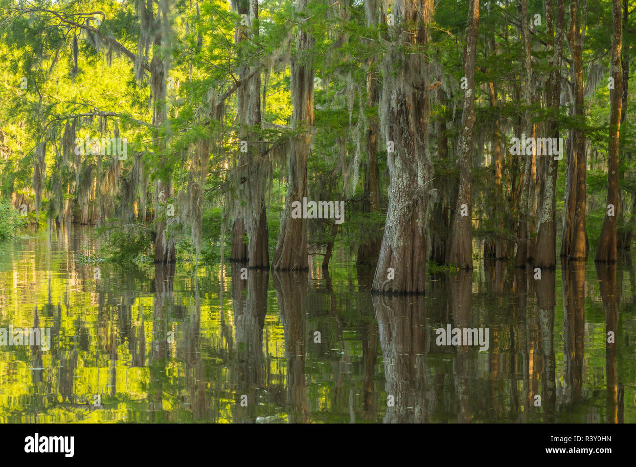 USA, Louisiana, Atchafalaya National Heritage Area. Tupelo trees in