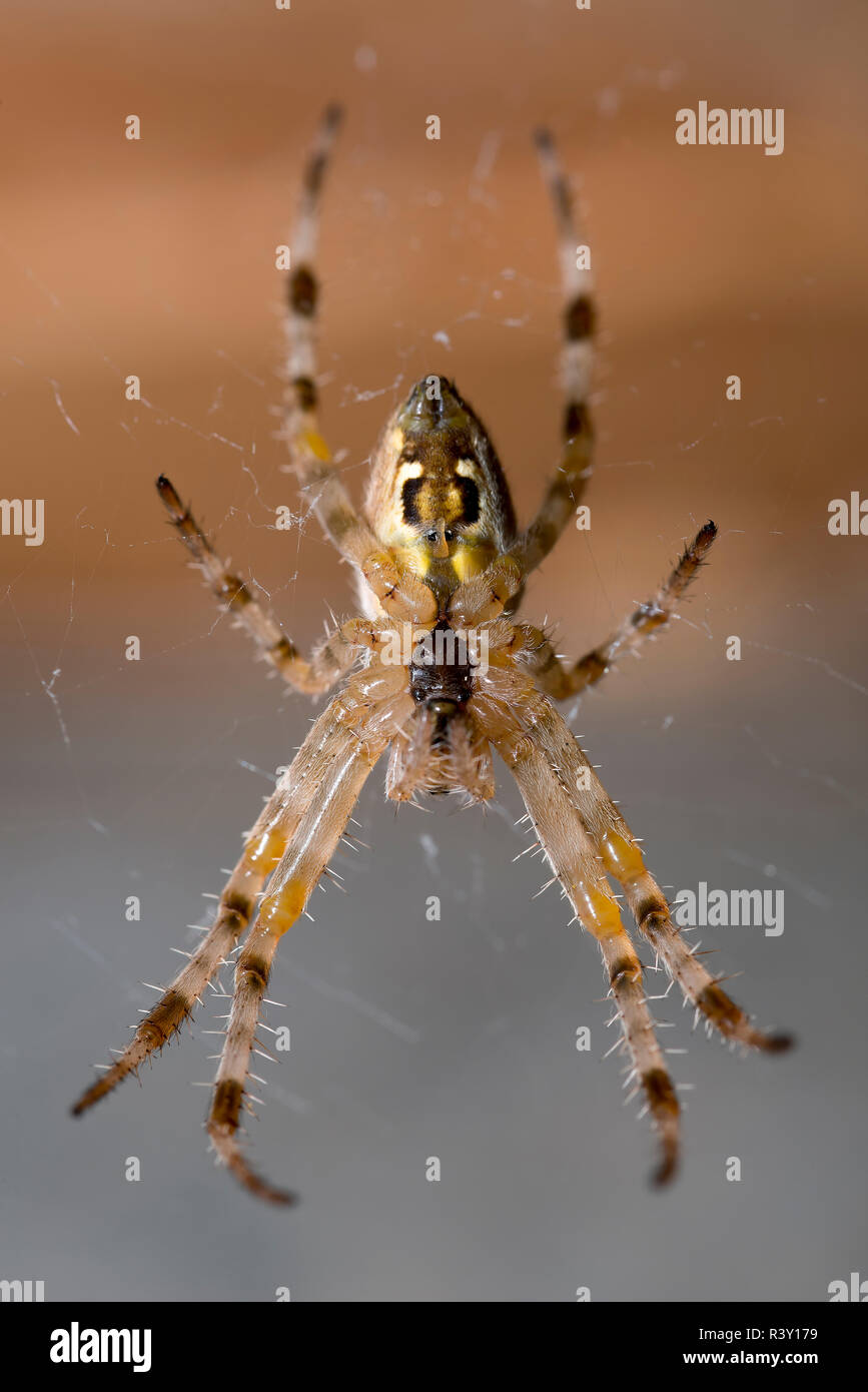 a cross spider photographed headfirst in the net hanging from the bottom Stock Photo