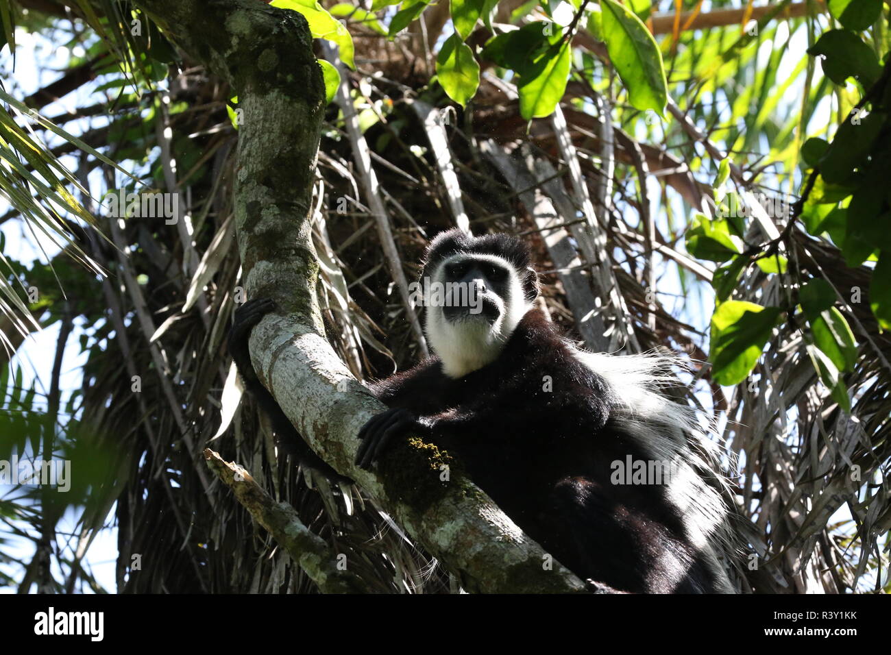 1 one, single, Colobus monkey, looking, profile, head and body, on limb of tree,  Bigodi Wetlands, Uganda, Africa Stock Photo