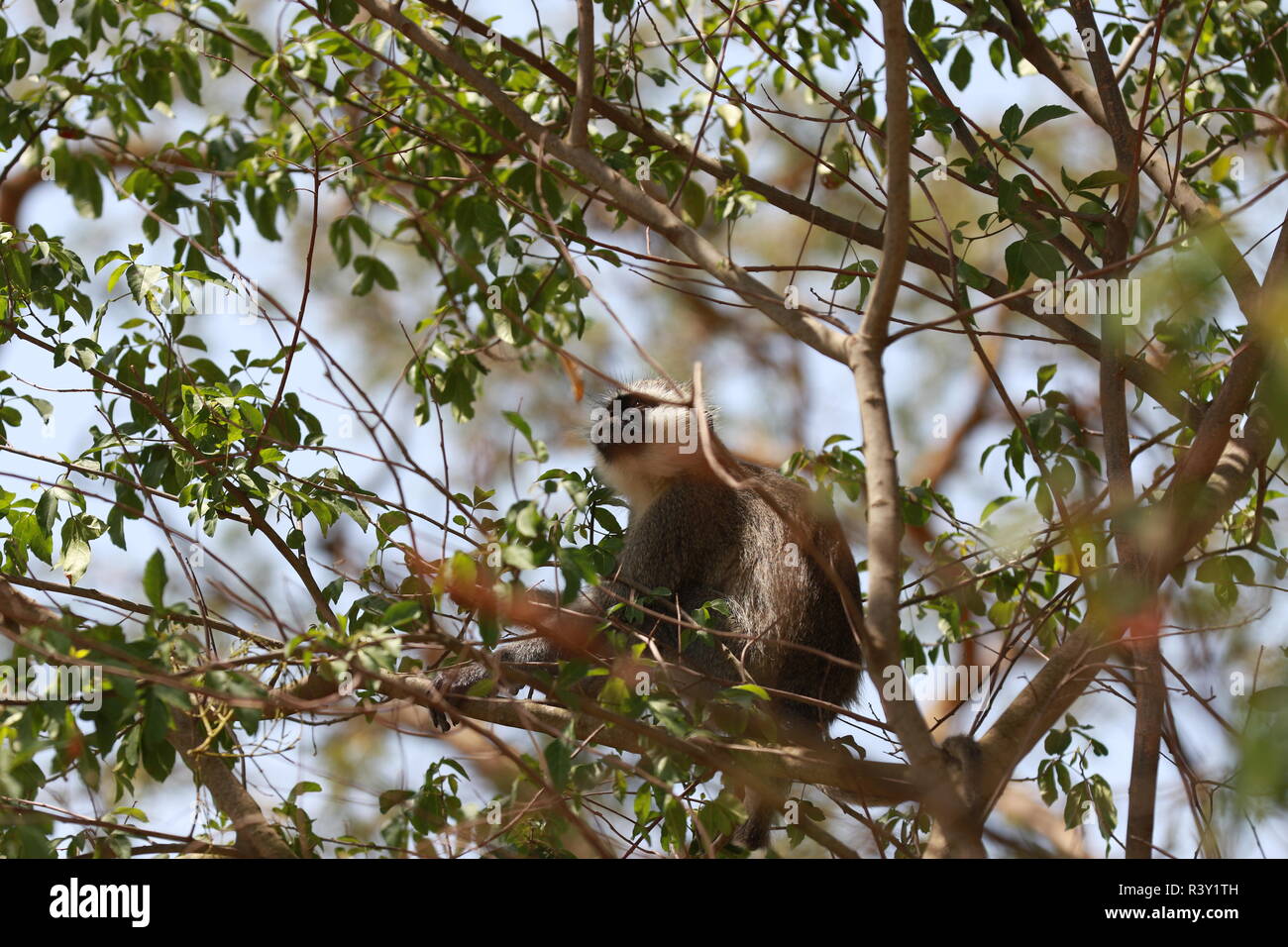 1 one single Black Faced Vervet Monkey (Cercopithecus aethiops) sitting on tree branch, Profile, Looking, Ishasha, Queen Elizabeth Park, Uganda Stock Photo