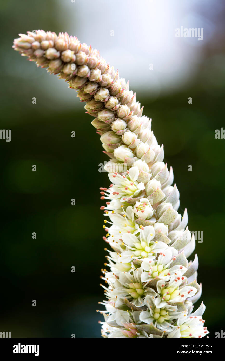 chinese fool's cap (orostachys iwarenge Stock Photo - Alamy