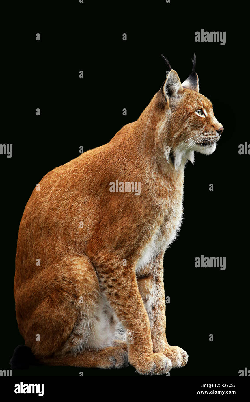 european lynx lynx lynx Stock Photo