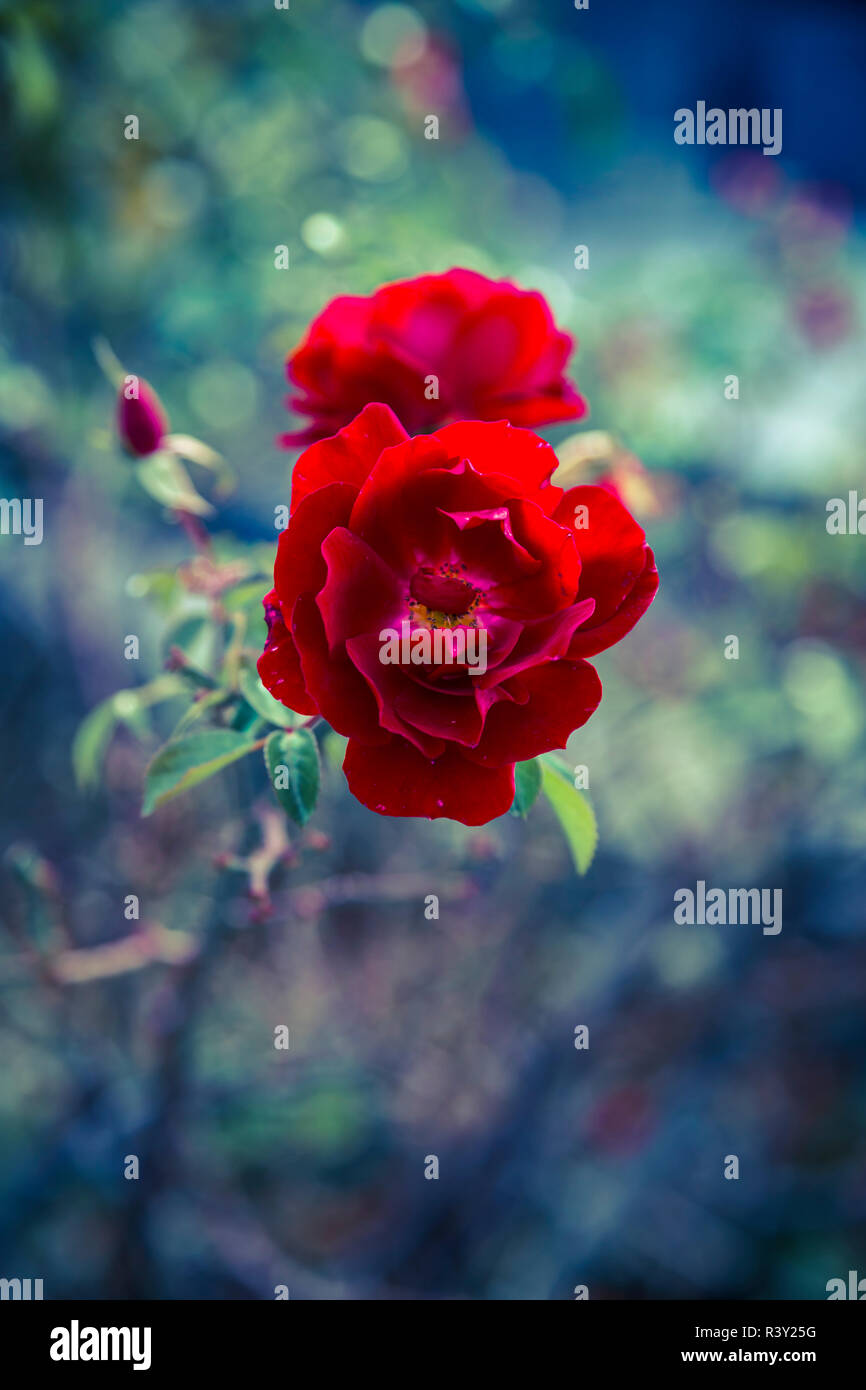 fruity red rose in autumn with blur Stock Photo - Alamy