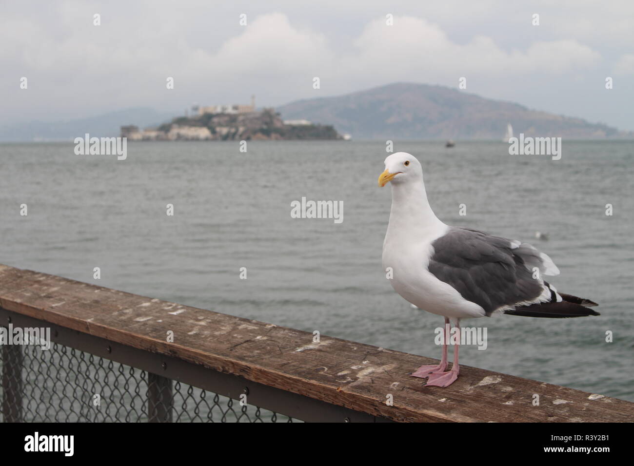 Möwe auf einem Geländer im Hintergrund ist Alcatraz Stock Photo