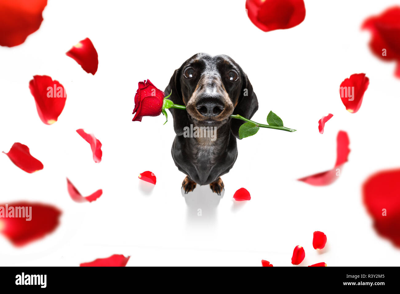 Sausage dog clearance day