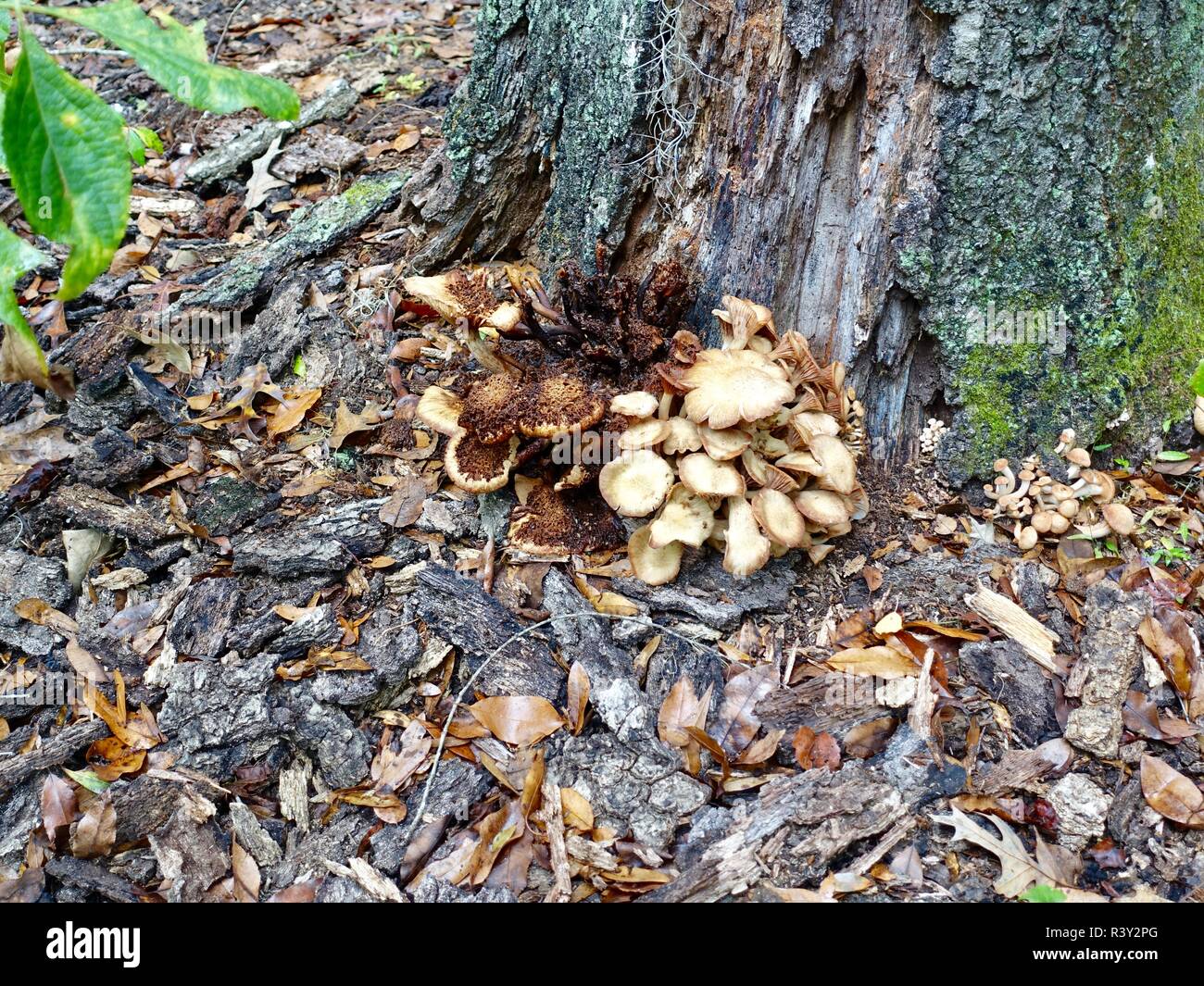 Ringless Honey Mushroom (Armillaria tabescens), terrestrial (ground-loving) fungus growing at the base of a rotted oak tree in North Florida, USA. Stock Photo