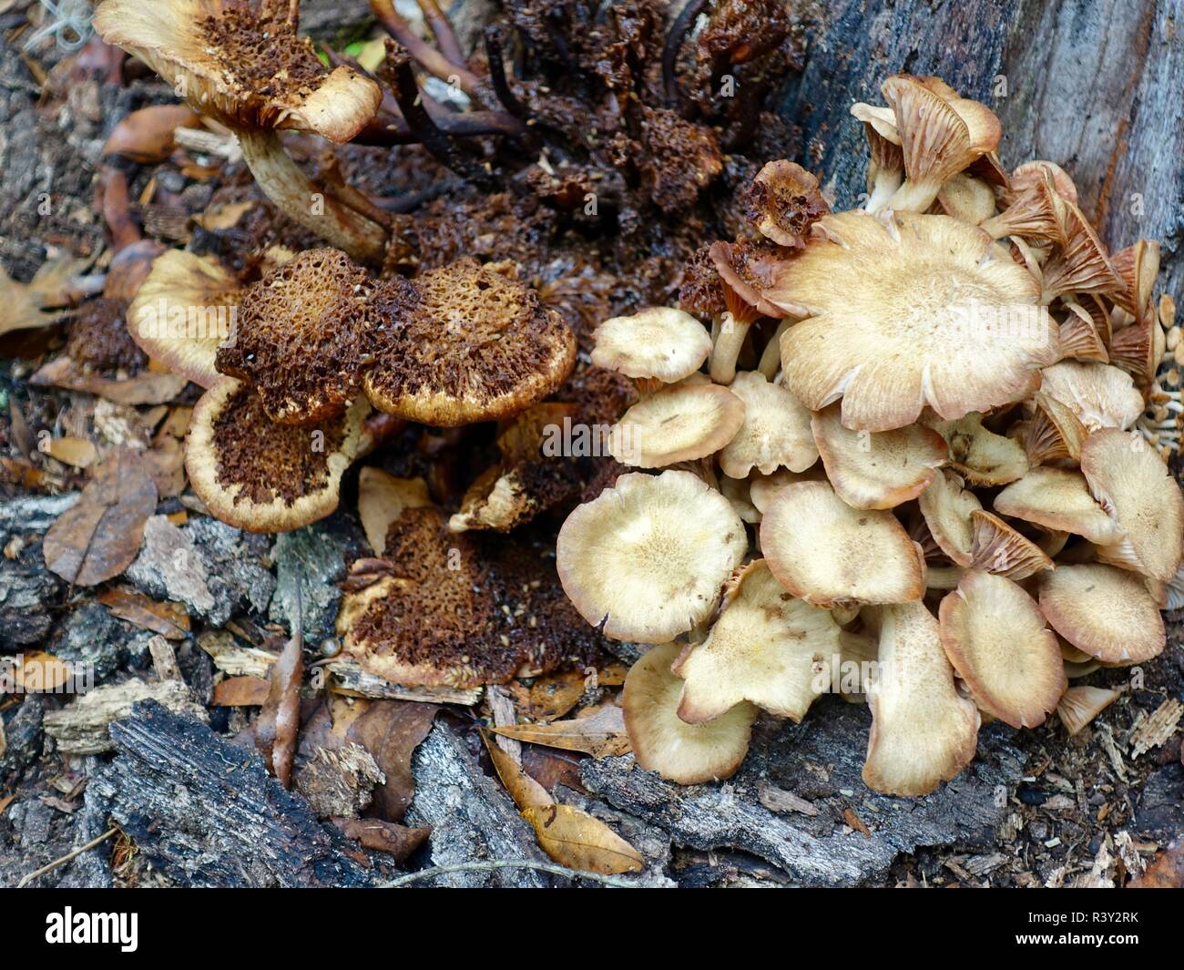Ringless Honey Mushroom (Armillaria tabescens), terrestrial (ground-loving) fungus growing at the base of a rotted oak tree in North Florida, USA. Stock Photo