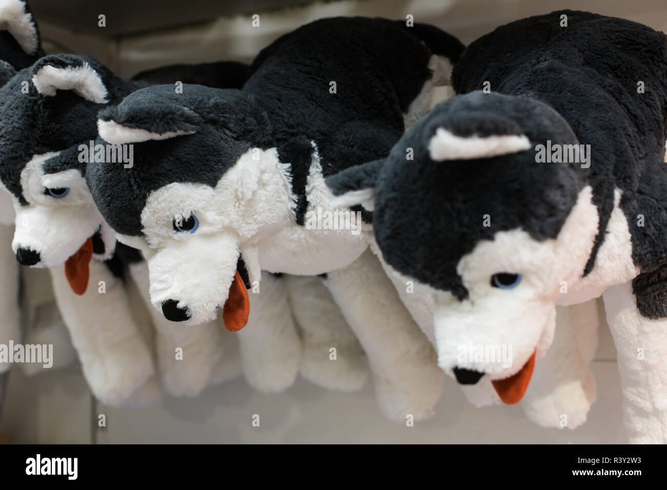 Cuddly soft toys of husky dogs from the kids shop for sale in a gift shop Stock Photo