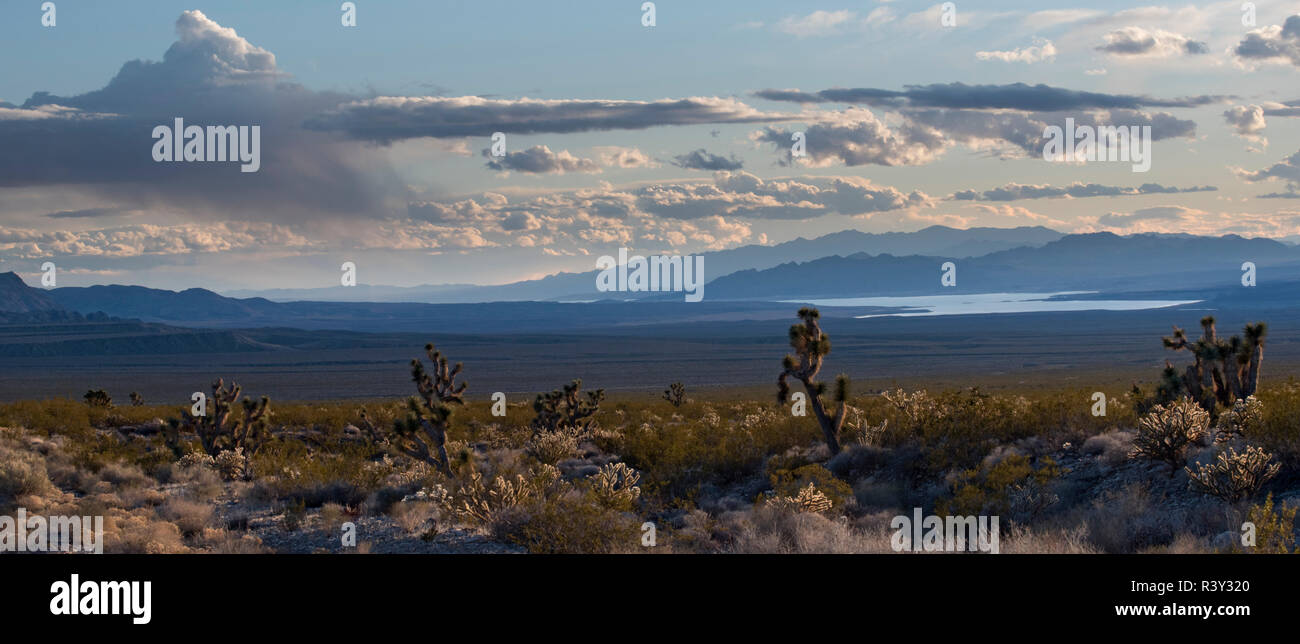 USA, Nevada. Joshua Trees, Lake Mead, and desert environment at sunset, Gold Butte National Monument Stock Photo