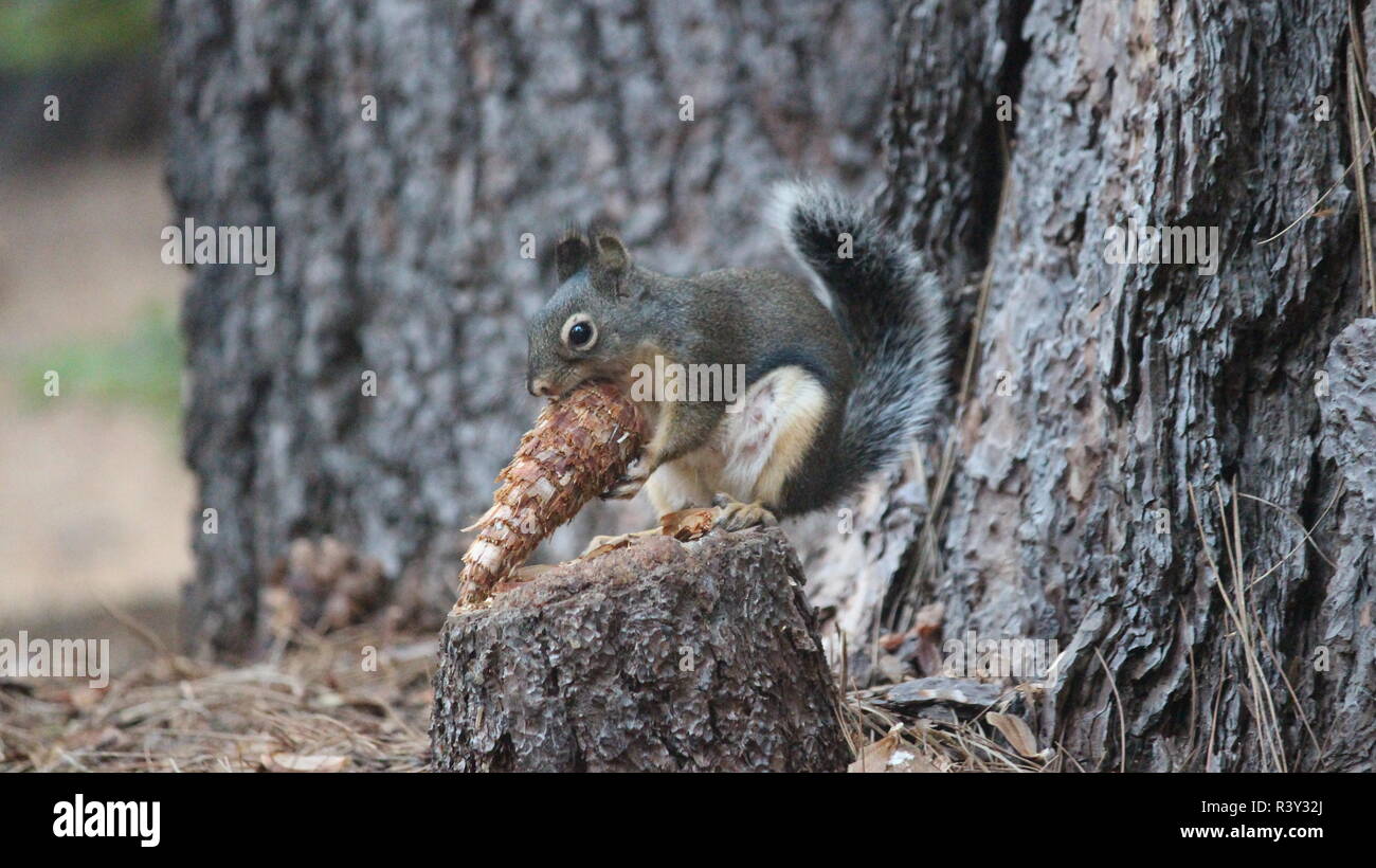 Graue Eichhörnchen Eichhörnchen Sciurus carolinensis Squirrel Eating Stock Photo