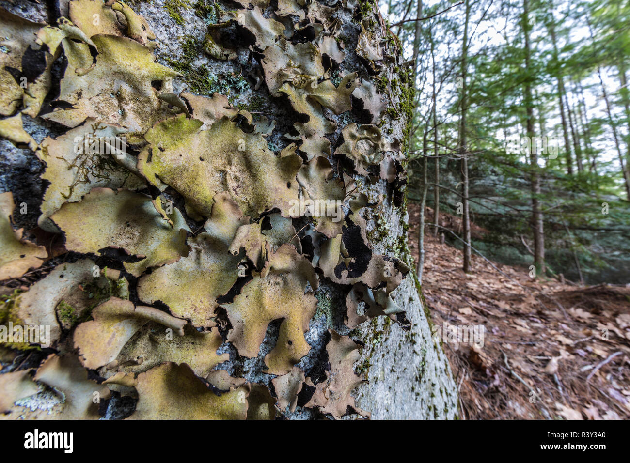 Rock tripe lichen, Umbilicaria, on a boulder in a forest in Barrington, New Hampshire. Stock Photo
