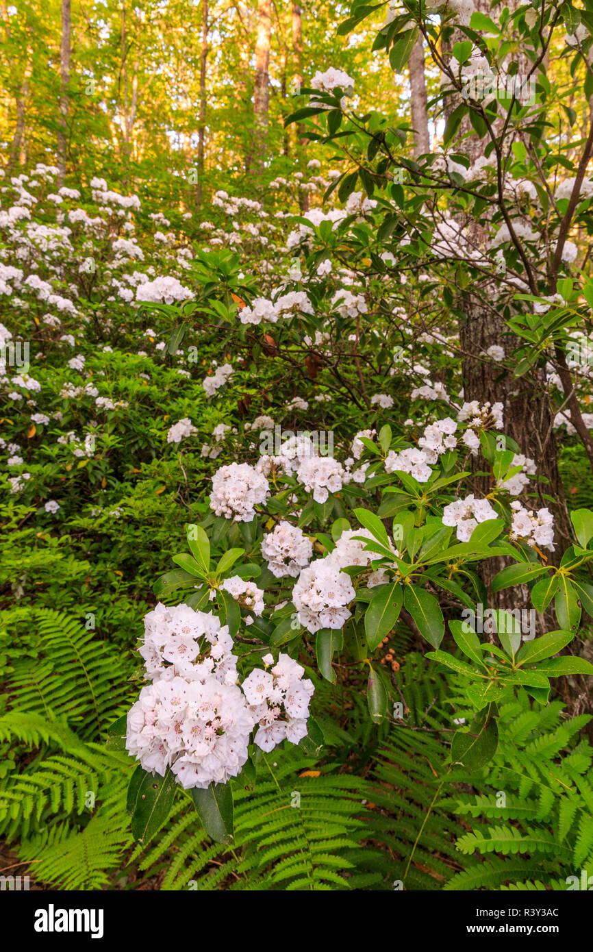 Mountain laurel, Kalmia latifolia, fills the understory of a forest in Barrington, New Hampshire. Stock Photo