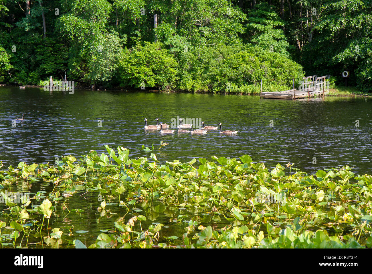 Turkey Swamp Park, Freehold, New Jersey, Usa Stock Photo