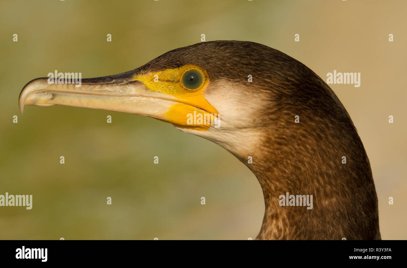 Eurasian cormorant portrait Stock Photo