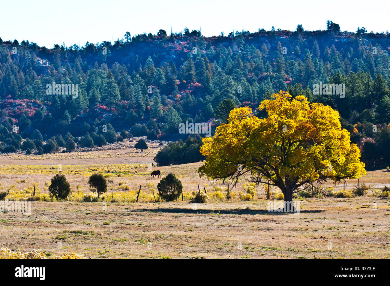 USA, Scenic Fall Landscape along US Highway 64 Stock Photo