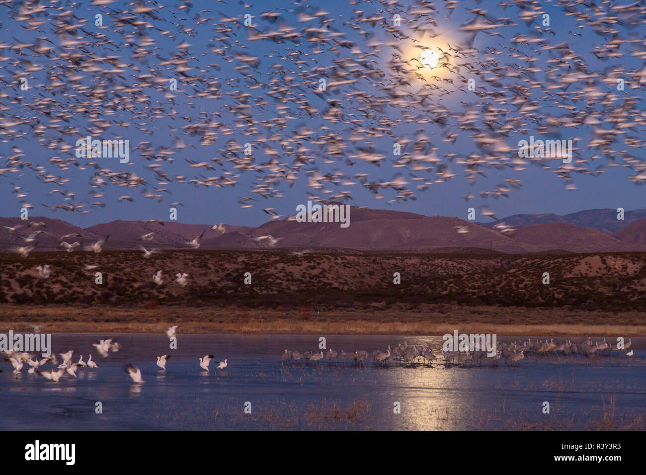 USA, New Mexico, Bosque del Apache National Wildlife Refuge. Full moon