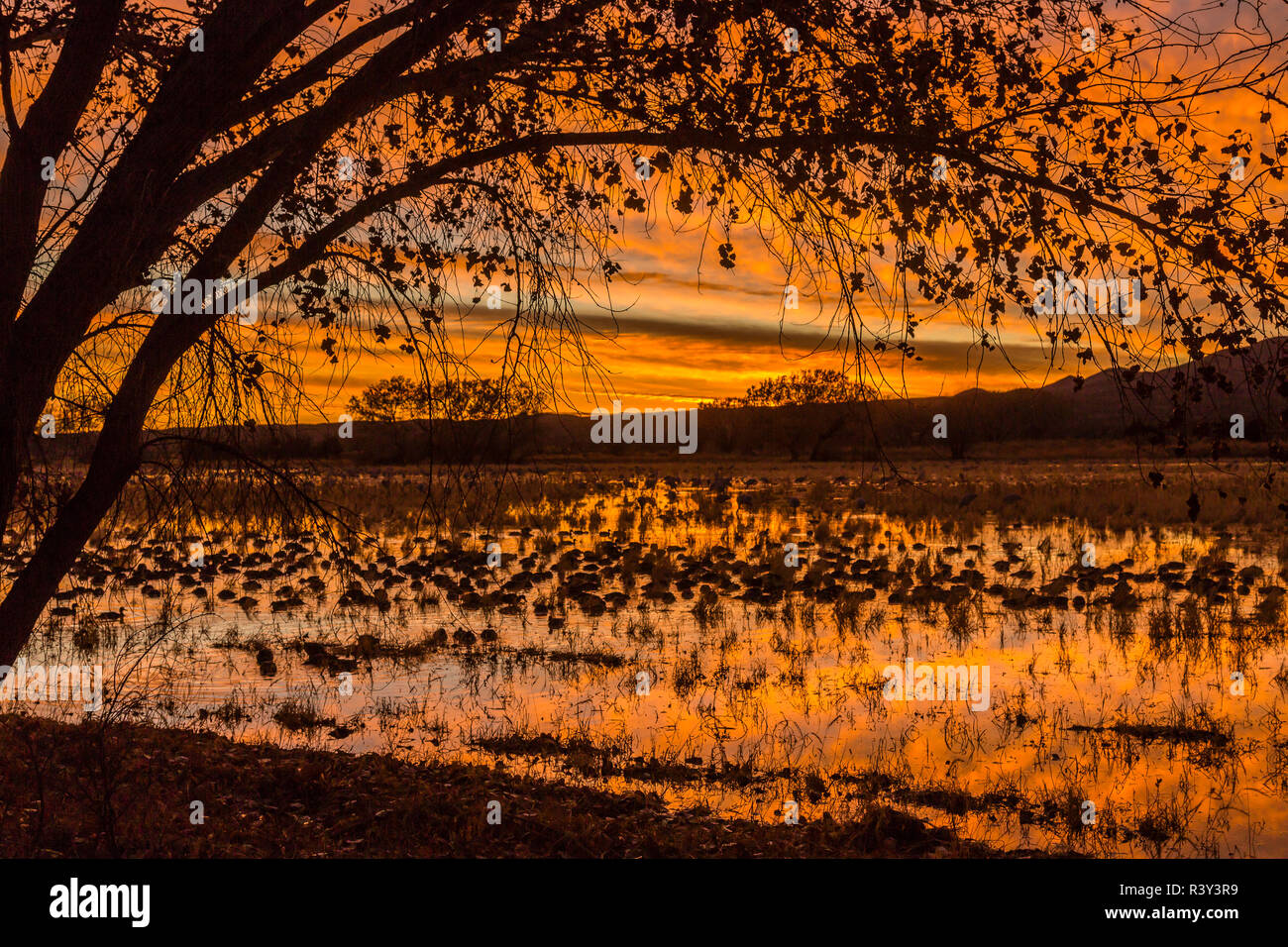 Bosque Del Apache Sunset Tree High Resolution Stock Photography and ...