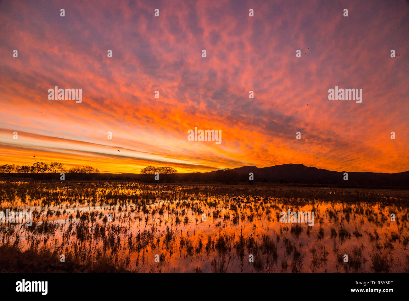Bosque Del Apache Sunset Tree High Resolution Stock Photography and ...