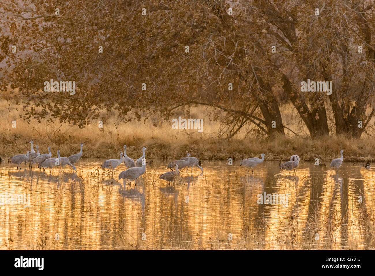 Bosque Del Apache Sunset Tree High Resolution Stock Photography and ...