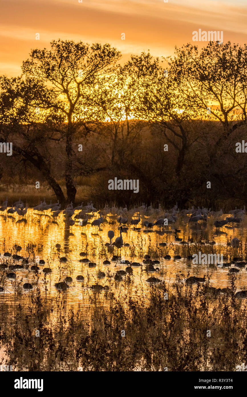 Bosque Del Apache Sunset Tree High Resolution Stock Photography and ...