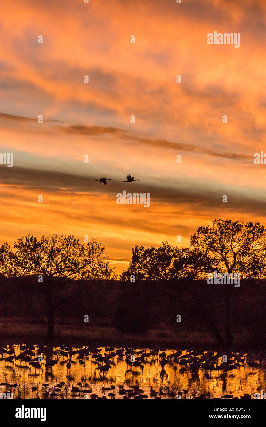 Bosque Del Apache Sunset Tree High Resolution Stock Photography and ...