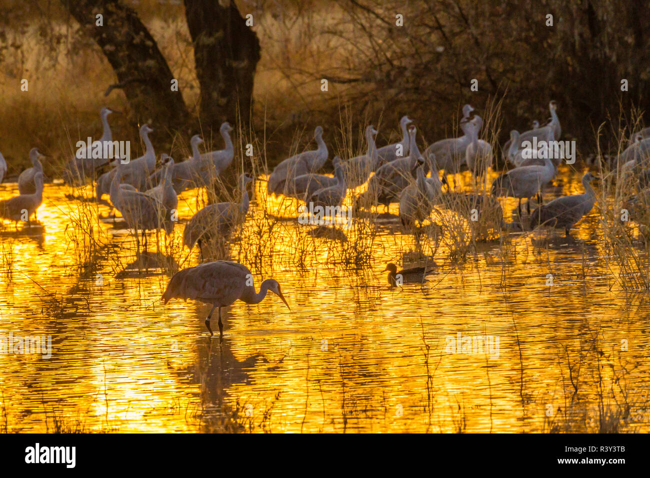 Bosque Del Apache Sunset Tree High Resolution Stock Photography and ...