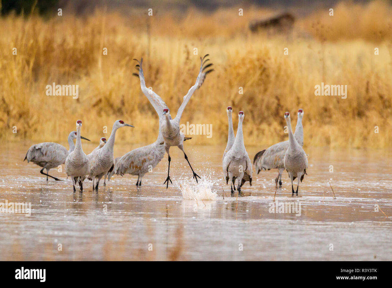 USA, New Mexico, Bosque del Apache National Wildlife Refuge. Sandhill crane takes flight from water. Stock Photo