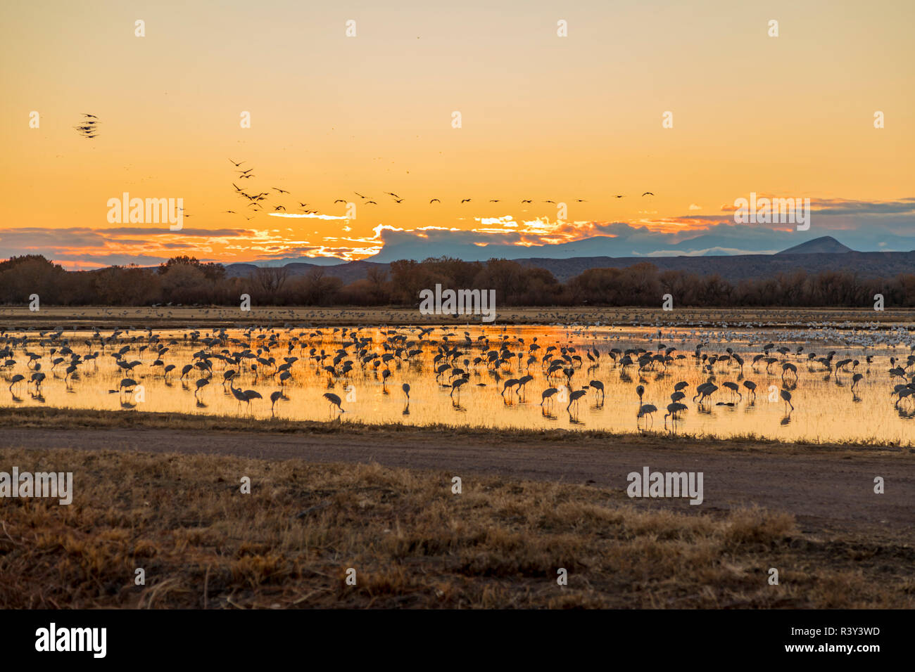 Bosque Del Apache Sunset Tree High Resolution Stock Photography and ...