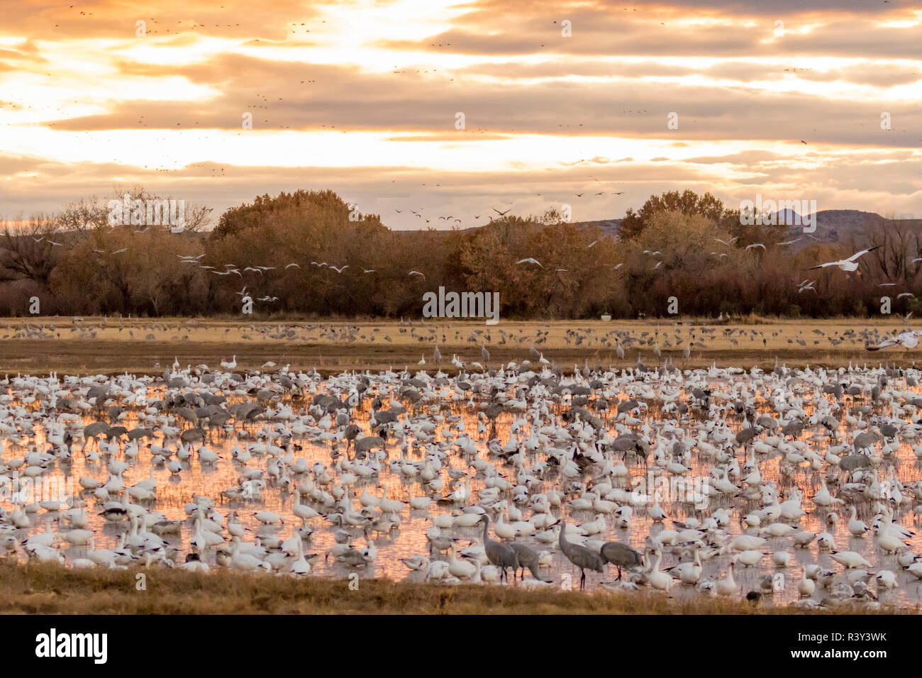 Bosque Del Apache Sunset Tree High Resolution Stock Photography and ...