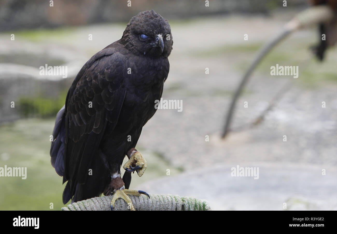Bogor, West Java, Indonesia. 22nd Nov, 2018. The black eagle