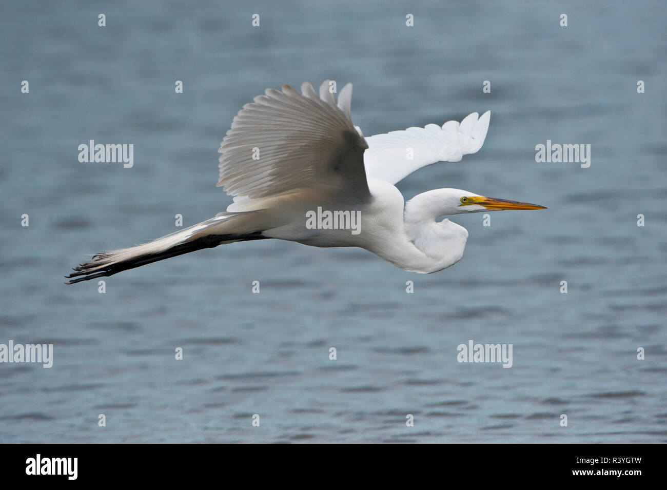 USA, Florida, Venice. Audubon Rookery, Great Egret flying Stock Photo